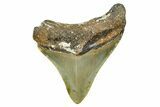 Serrated, Juvenile Megalodon Tooth - North Carolina #376547-1